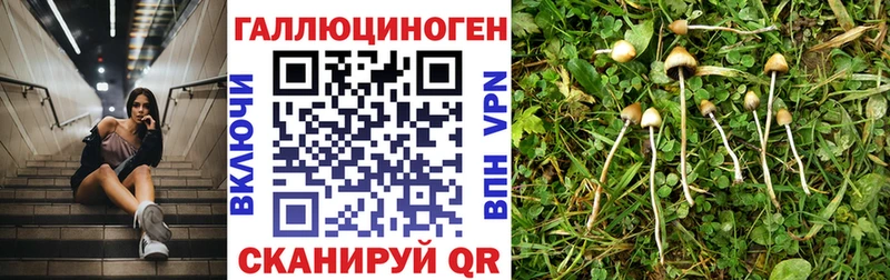 Псилоцибиновые грибы Psilocybine cubensis  Заполярный 
